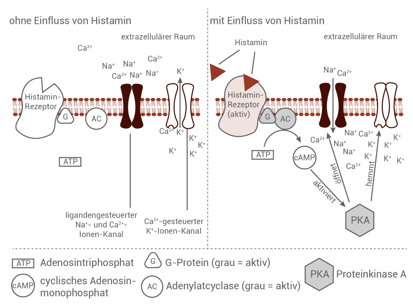 Diagramm: Histamin aktiviert Rezeptor, beeinflusst Ionenkanäle und cAMP/PKA-Signalweg.